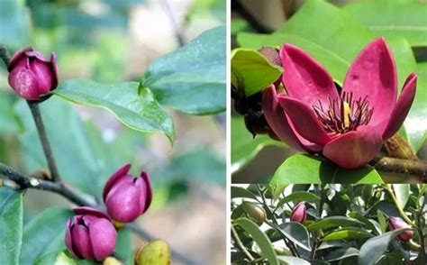 含笑花風水|【養養養花花花】想養含笑花，上盆加點“料”，枝繁葉茂，滿盆開。